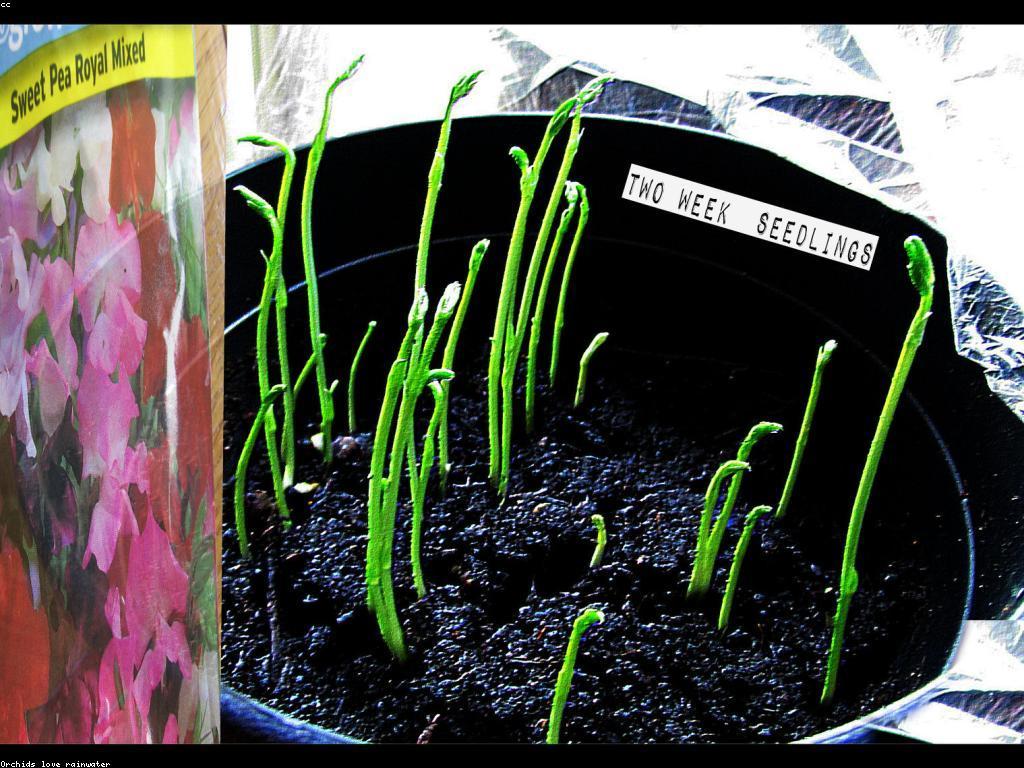 ការប្រកួតមិត្តភាព៖ ការពិចារណានិងការប្រកួតដែលផ្តល់នូវការចាប់អារម្មណ៍